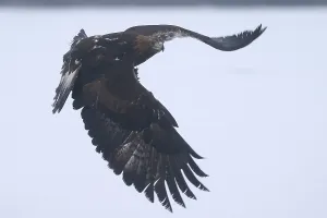 Golden eagle (Aquila chrysaetos) flies
