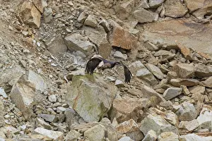 One golden eagle (Aquila chrysaetos) flying down a scree slope