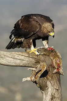 Golden Eagle (Aquila chrysaetos) immature