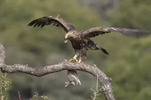 Golden eagle (Aquila chrysaetos) juvenile
