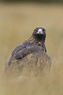 Golden Eagle (Aquila chrysaetos) juvenile