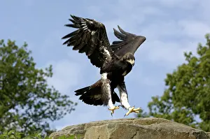 Category Wildlife DE Prints: Golden eagle (Aquila chrysaetos), juvenile