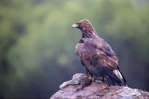 Golden Eagle (Aquila chrysaetos) juvenile perched on the ground with prey