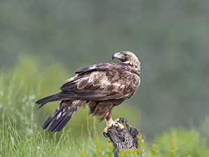 Golden eagle (Aquila chrysaetos) on its perch
