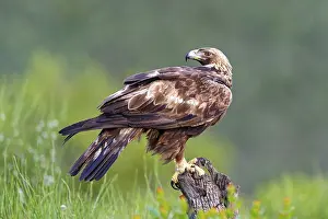 Golden eagle (Aquila chrysaetos) on its perch