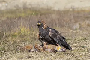 One golden eagle (Aquila chrysaetos) sitting in bright sunlight on a meadow