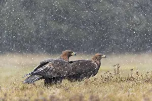Two golden eagle (Aquila chrysaetos) sitting in a meadow during snow fall