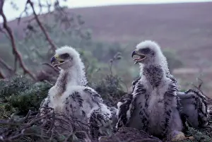 Golden eagle (Aquila chrysaetos) Three-week-old chicks