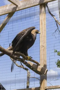 Golden Eagle (Aquila chrysaetos) in wire mesh cage in captivity in summer