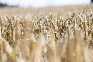 Golden ears of wheat in a sunny wheat field