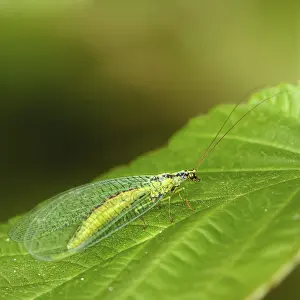 The golden-eyed insect Latin Chrysoperla carnea sits on a green leaf