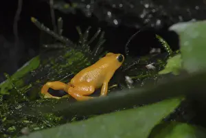 Golden frog (Mantella aurantiaca)