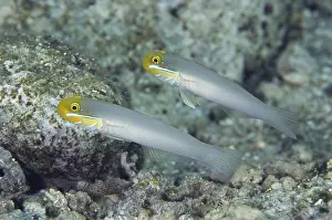 Golden-fronted Sand Goby, Golden-fronted Sleeper Goby (Valenciennea strigata)
