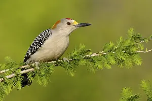 Golden-fronted Woodpecker (Melanerpes aurifrons)
