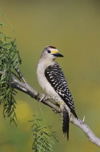 Golden-fronted Woodpecker (Melanerpes aurifrons)