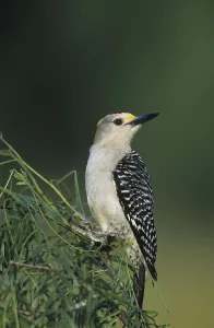 Golden-fronted Woodpecker (Melanerpes aurifrons)