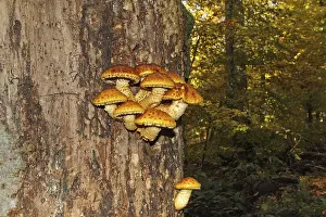 Golden-furred scaly fungus (Pholiota aurivella)