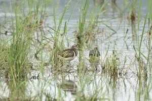 Golden godwit, male (Rostratula benghalensis)