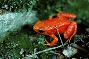 Golden golden mantella (Mantella aurantiaca)