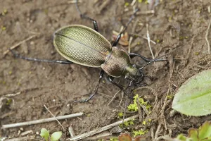 Golden ground beetle (Carabus auratus)