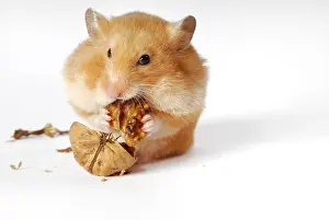 Golden hamster hoarding