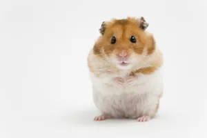 Golden hamster (Mesocricetus auratus)