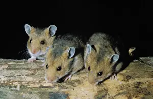 Golden Hamster (mesocricetus auratus), Adults