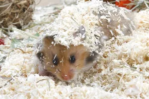 Golden hamster (Mesocricetus auratus) digging