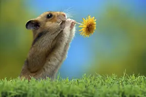 Golden hamster (Mesocricetus auratus) with flower
