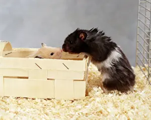 Golden Hamster (Mesocricetus auratus), pair