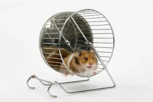Golden hamster (Mesocricetus auratus) in wheel
