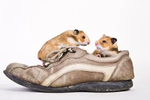 Golden hamsters in a shoe