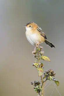 Golden-headed Cisticola (Cisticola exilis) male