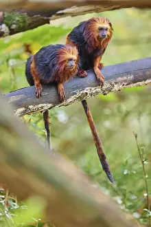 Golden-headed lion tamarin (Leontopithecus chrysomelas)