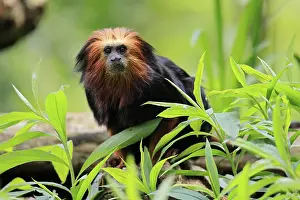 Golden-headed lion tamarin (Leontopithecus chrysomelas)