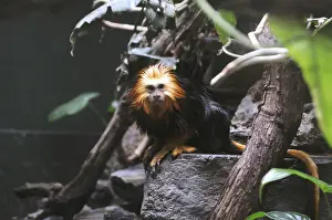 Golden headed lion tamarin in Smithsonian National Zoo