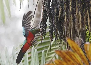 Golden-headed Quetzal (Pharomachrus auriceps) male