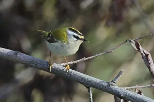 Golden hen, Regulus ignicapilla