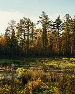 A golden-hued autumn forest scene with marshland and tall trees in the background