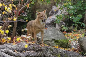 A golden jackal (Canis aureus)