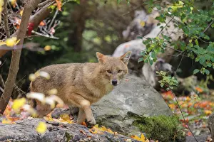 A golden jackal (Canis aureus)