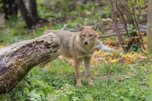 A golden jackal (Canis aureus)