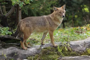 A golden jackal (Canis aureus)