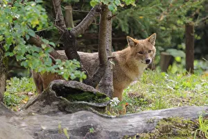 A golden jackal (Canis aureus)