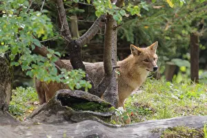 A golden jackal (Canis aureus)