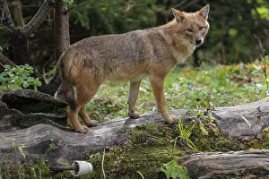 A golden jackal (Canis aureus)