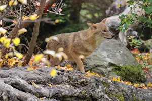 A golden jackal (Canis aureus)