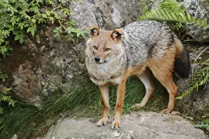 Golden jackal (Canis aureus), captive