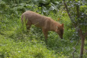 One golden jackal (Canis aureus) eating green grass on a sunny day