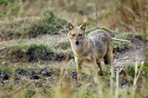 Golden jackal (Canis aureus), Keolade